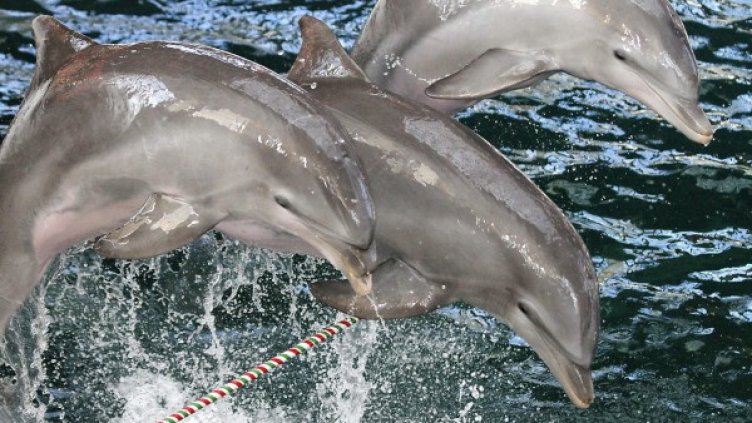 Снимка: архив, Bulphoto