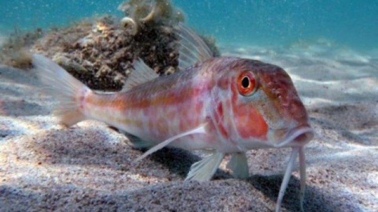 Снимка: ИА "Черно море"