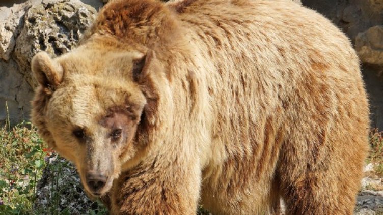 Снимка: Булфото, архив