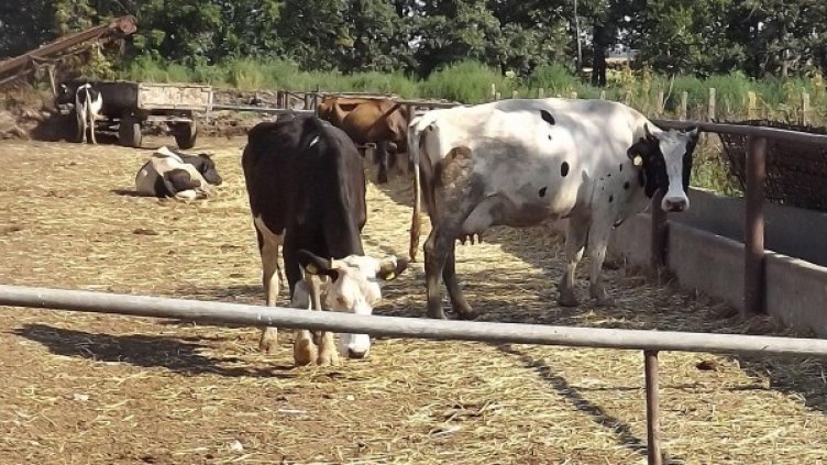 Снимка: Булфото, архив