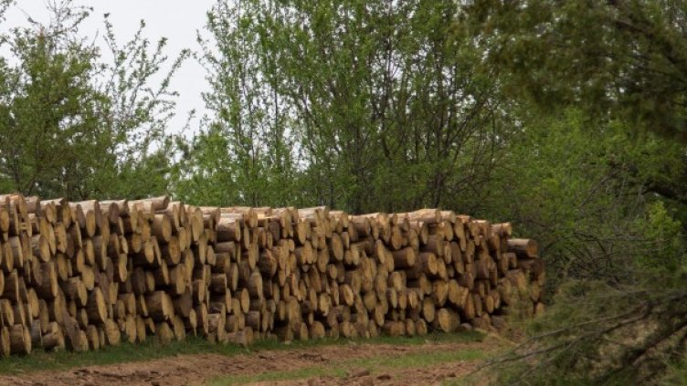 Снимка: Булфото, архив