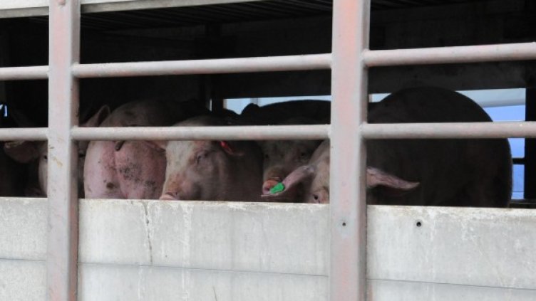 Снимка: Булфото, архив