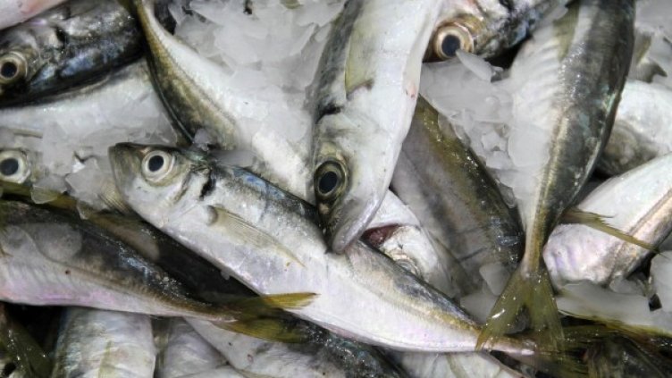 Снимка: архив, Булфото