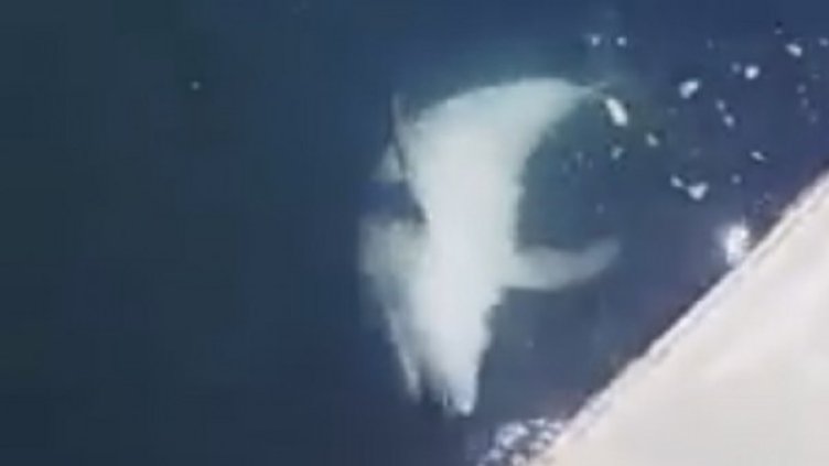 Снимка: Кадър, Facebook