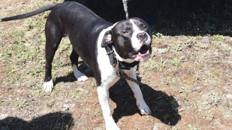 Снимка: Булфото, архив