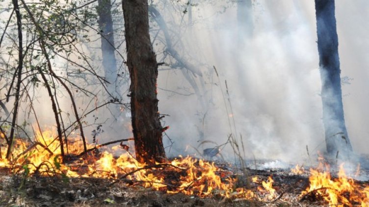Снимка: архив, БулФото