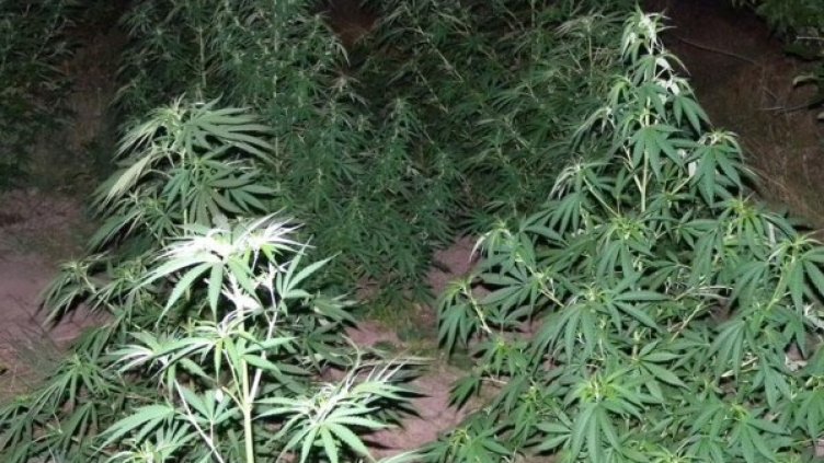 Снимка: Архив Булфото