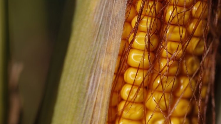 Снимка: Reuters, архив