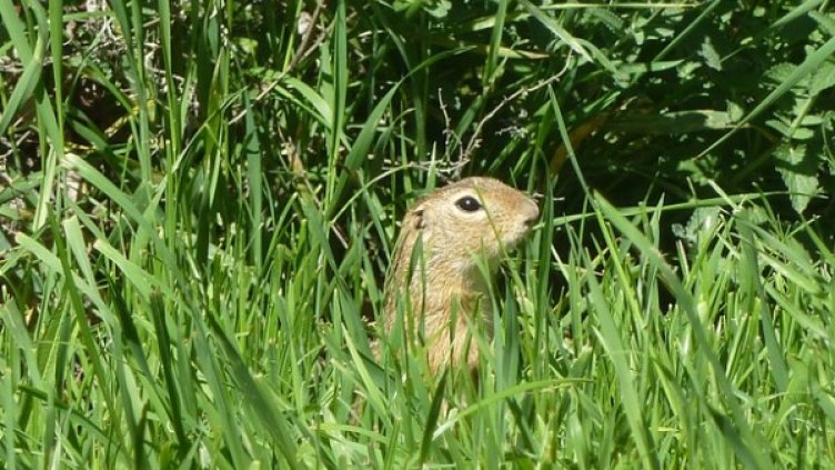 Снимка: НП "Рила"