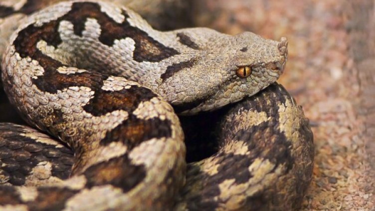 Снимка: архив, flickr