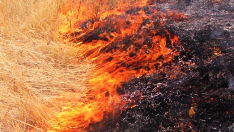 Снимка: Архив Булфото