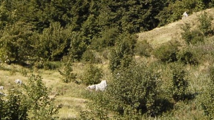 Снимка: архив Bulphoto