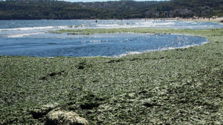 Булфото, снимката е архивна