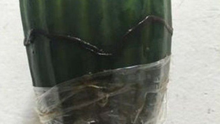 Снимка: Twitter
Снимка: Twitter