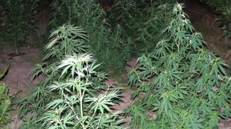 Снимка: Архив, Булфото