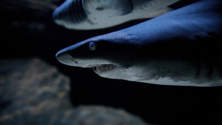 Снимка: Reuters, архив