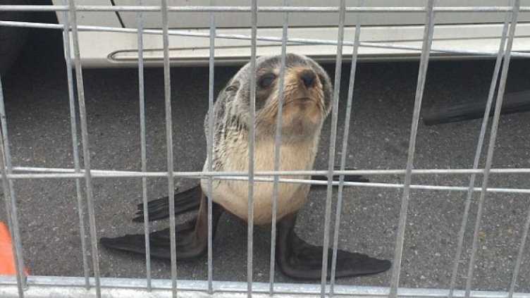 Снимка: NZ Police