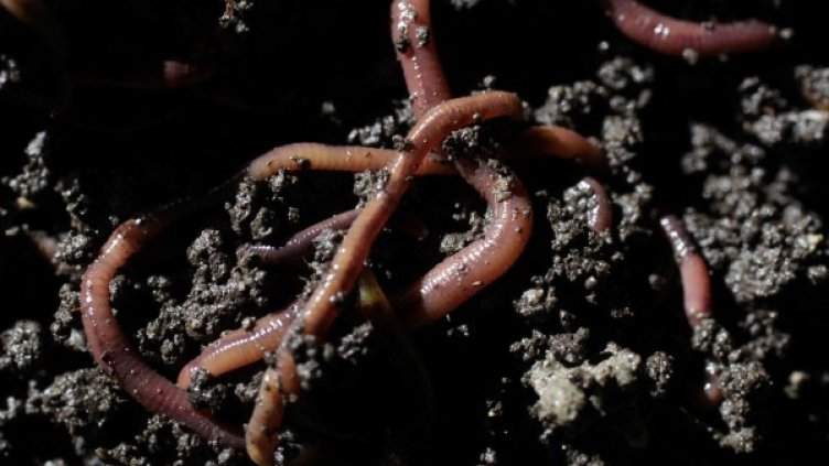 Снимка: Reuters, архив