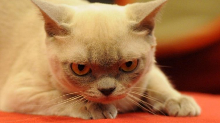 Снимка: Булфото, архив