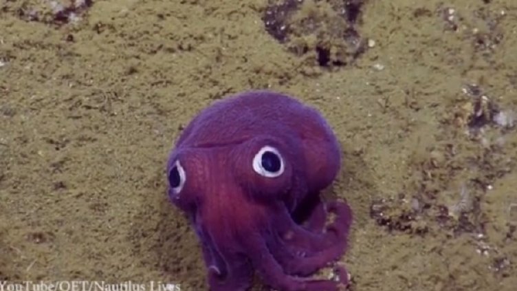 Снимка: YouTube