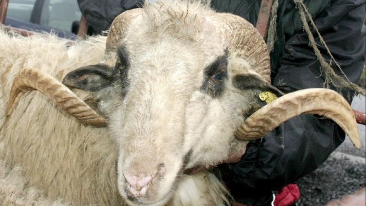 Снимка: Булфото, архив