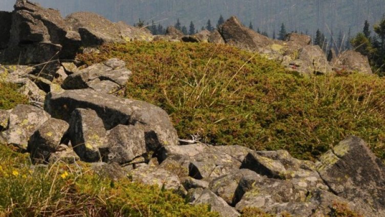 Снимка: Архив, Булфото