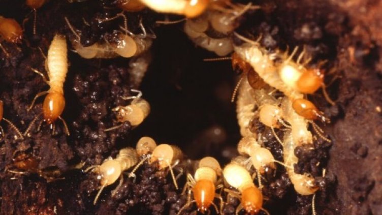 Снимка: wikipedia.org