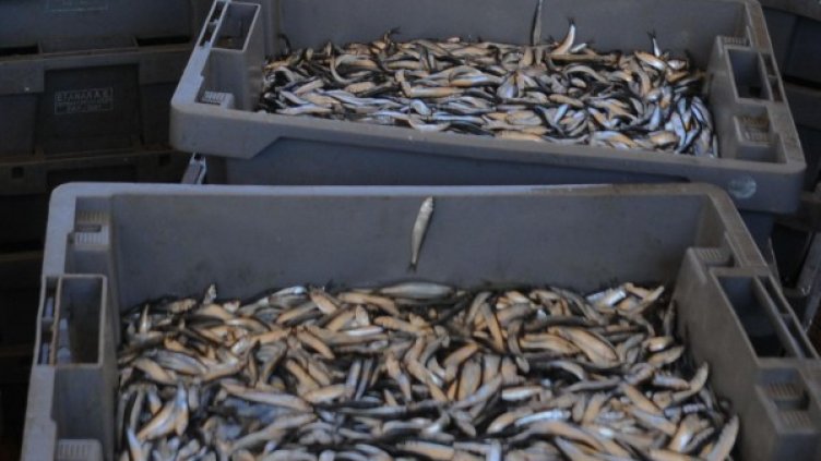 Снимка: Булфото, архив