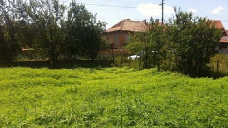 Из Facebook: Конопът цъфти! Ще берем ли заедно?