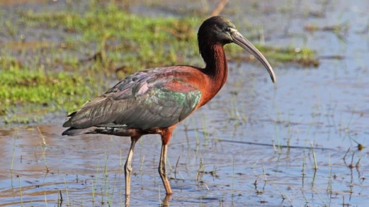 Снимка: flickr