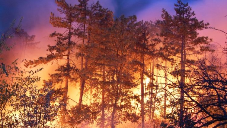 Снимка: Булфото