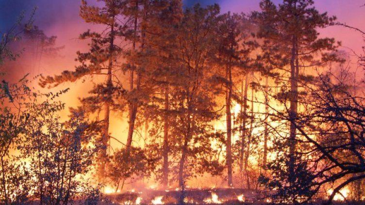 Снимка: Булфото