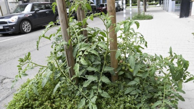 Снимка: Булфото