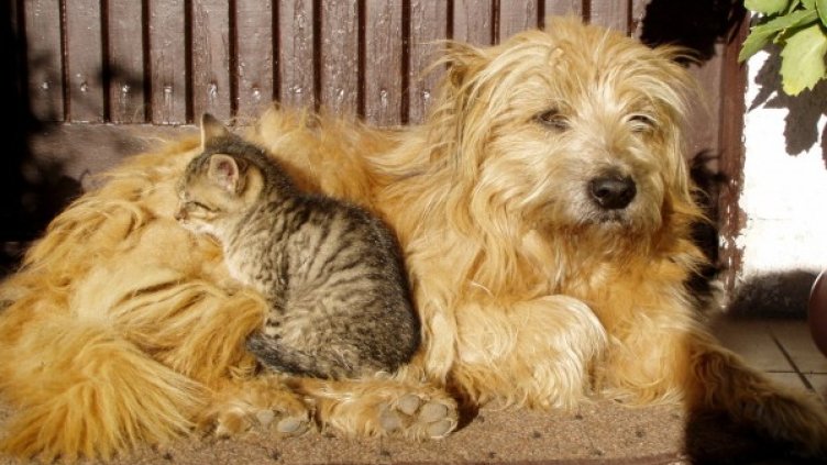 Снимка: freeimages