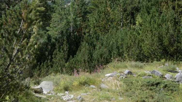 Снимка: архив Bulphoto