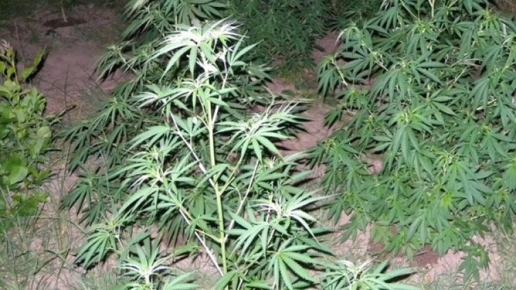 Архив: Булфото