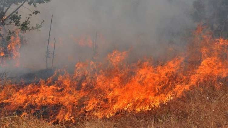 Снимка: архив Булфото