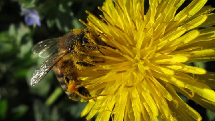 Снимка: БТА, архив