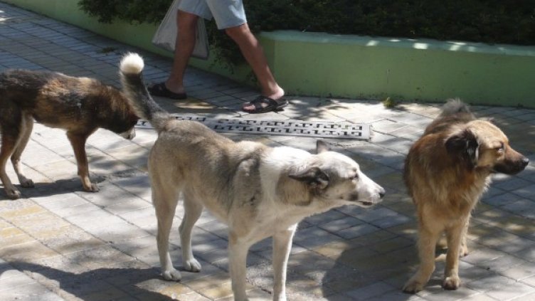 Снимка: архив, БулФото