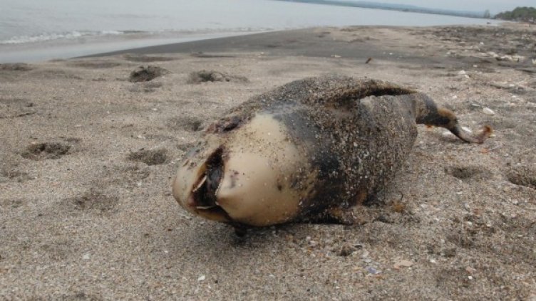 Архив: Булфото