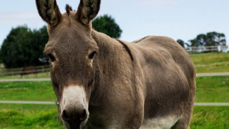 Снимка: архив, flickr