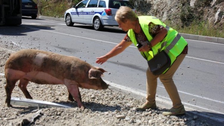Снимка: Булфото