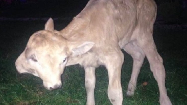 Снимка: Facebook