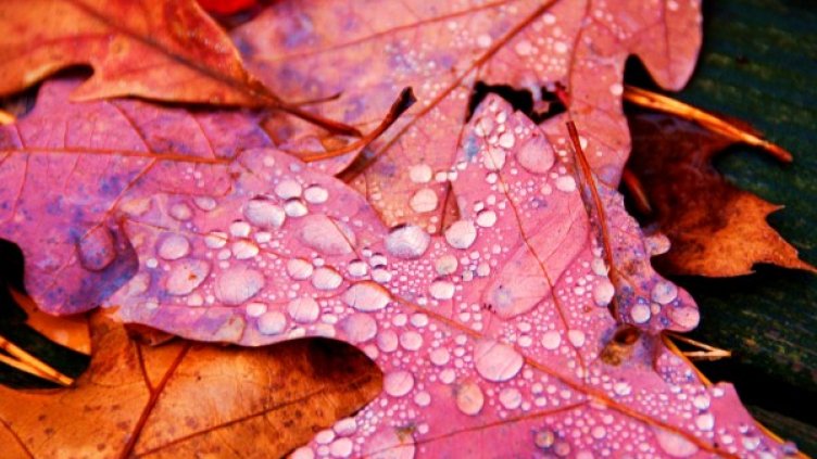 Снимка: flickr