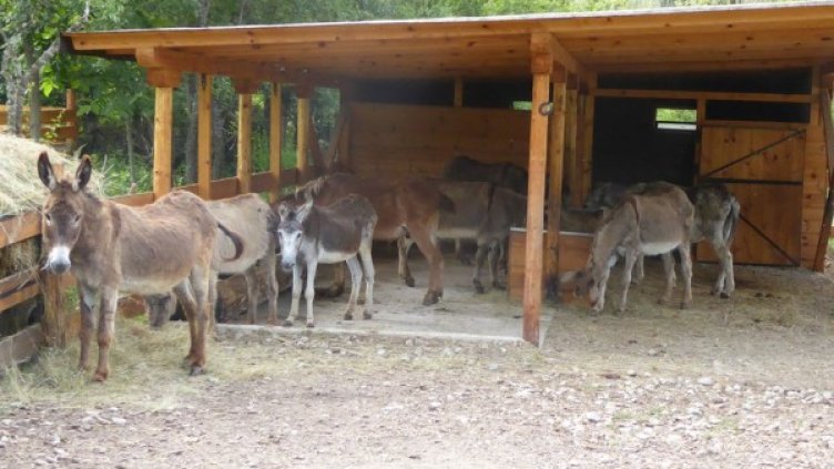 Снимка: Ветеринари в действие