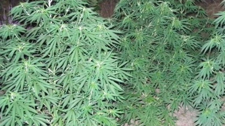 Снимка: Архив, Булфото