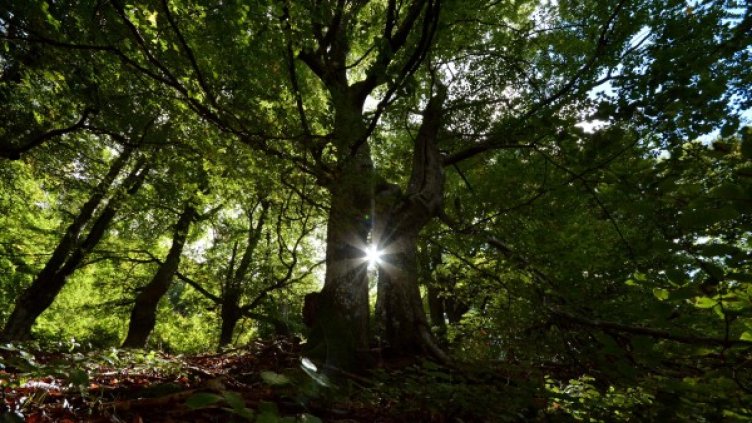 Снимка: архив, БулФото