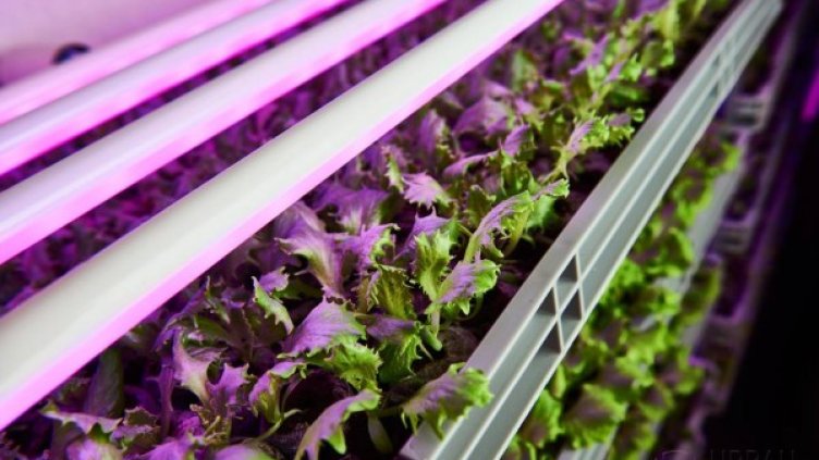 Снимка: Facebook Urban Crops