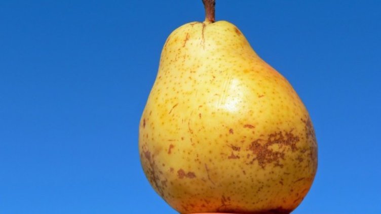 Снимка: freeimages