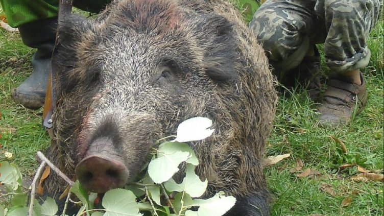 Архив: Булфото